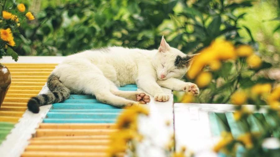 Einer Streunerkatze ein liebevolles Zuhause geben, lohnt sich für beide Seiten