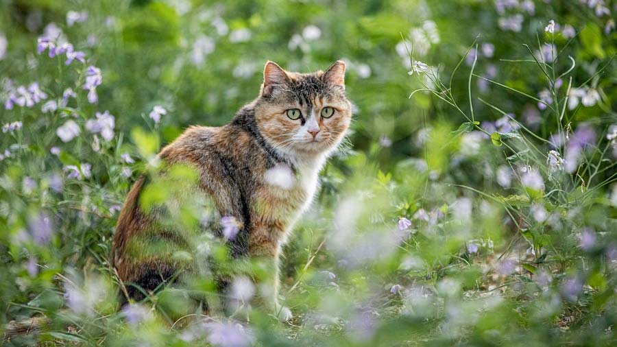 Ein eigener Garten wäre für eine ehemals Streunerkatze ideal