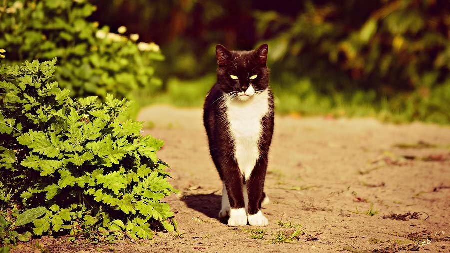 Streunerkatze